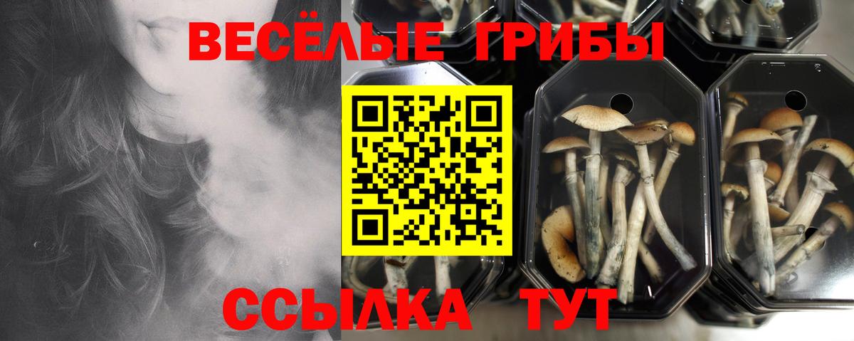 Галлюциногенные грибы прущие грибы  Псилоцибиновые грибы GOLDEN TEACHER  Вход с VPN  Углич 